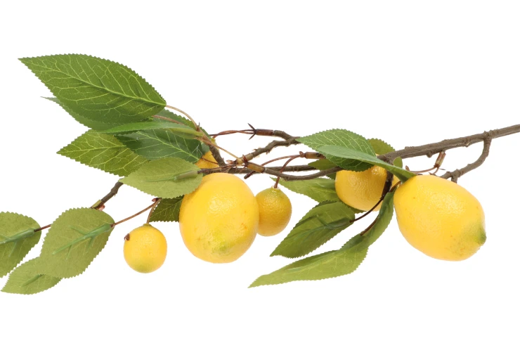 Daan Kromhout - Kunstbloem kunsttak - Citrusfruit - Tak - Citroen - 80 cm - Kunst zijdebloemen - Afbeelding 2